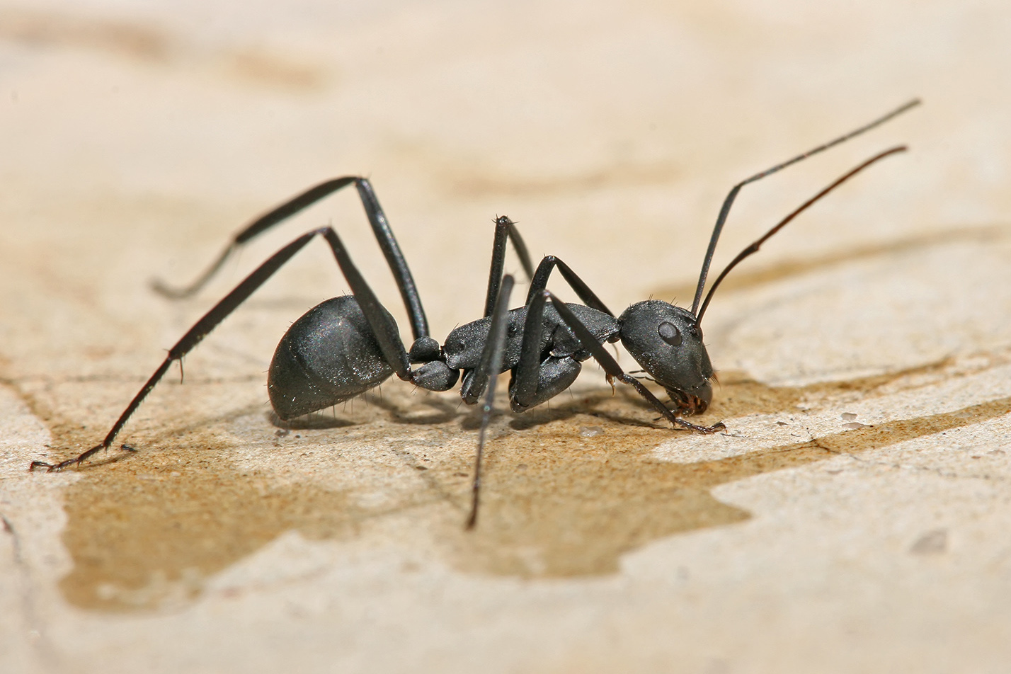 Camponotus spp